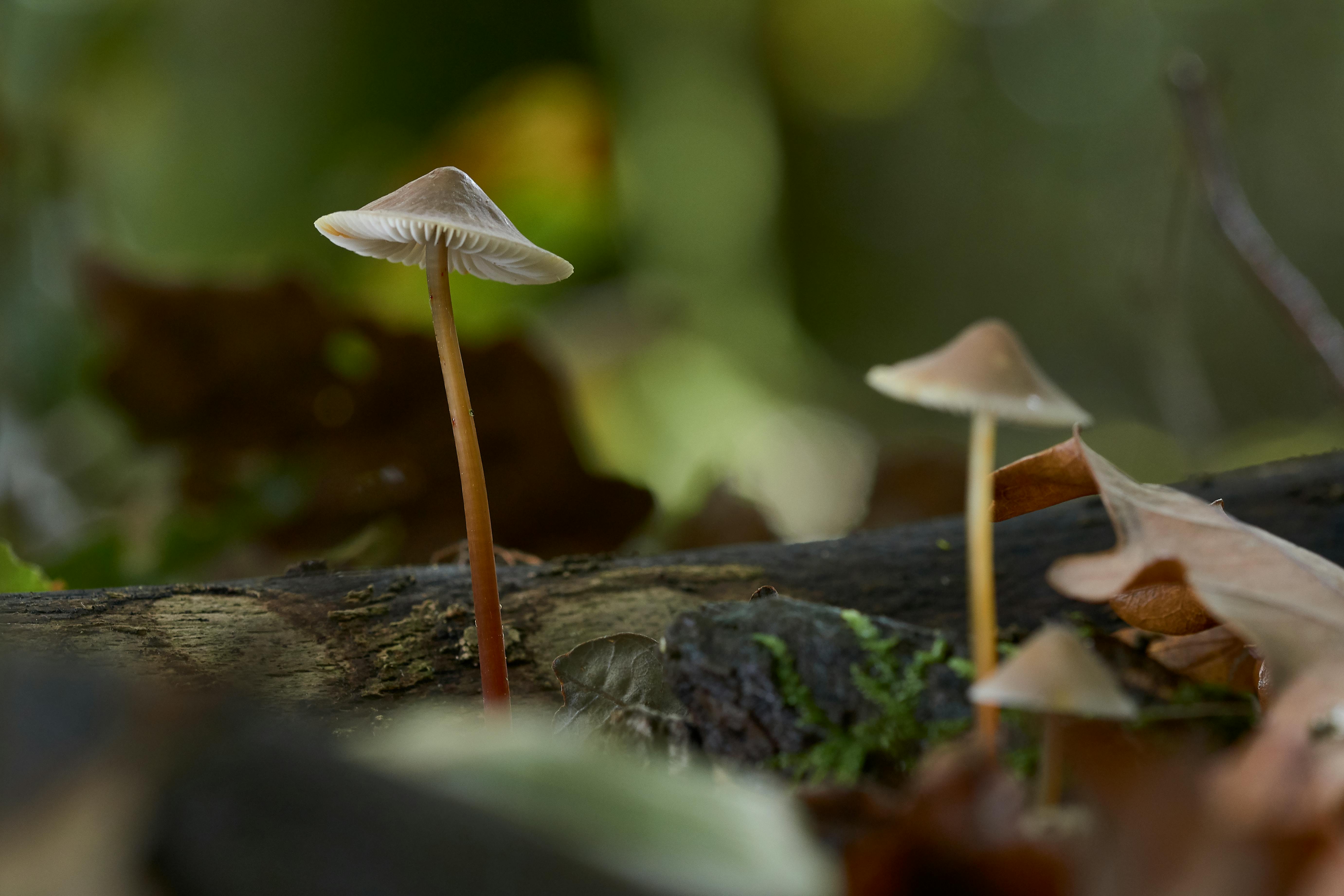 Close-up of Mycena mushrooms growing on a log, with shallow depth of field.