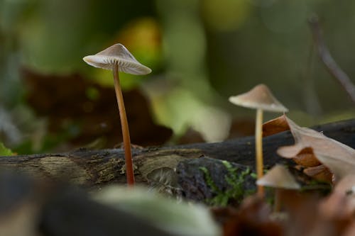A Growing Mushrooms