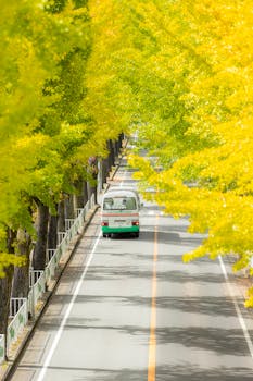 A vehicle travels down a picturesque road lined with vibrant yellow autumn trees, offering a serene and colorful journey.