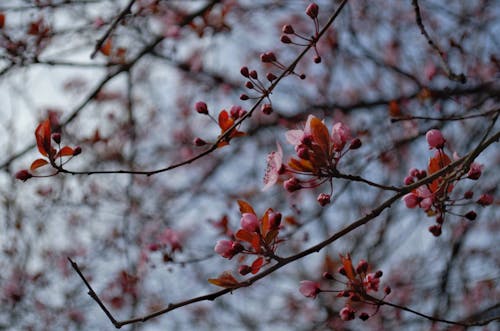 бесплатная вишня в цвету Стоковое фото