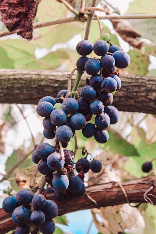 Close Up of Grapes on Branch
