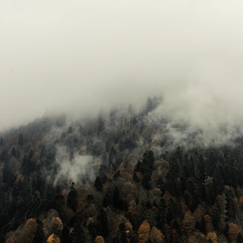 Green Trees Covered With Fog