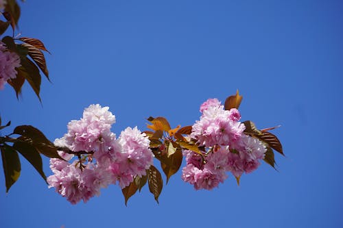 Gratis arkivbilde med arbre, botanique, cerisier du japon