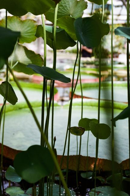 Serene close-up of a lotus pond with tall green stems. Perfect for nature themes.