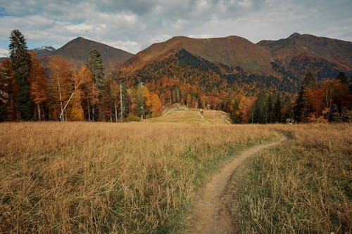 Foto stok gratis alam, bidang, daun musim gugur