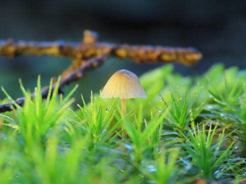 Foto stok gratis foto makro, jamur hutan, terbang agaric