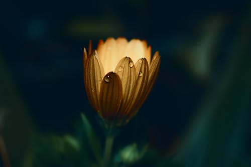 Free Yellow Daisy Flower in Closeup Photo Stock Photo