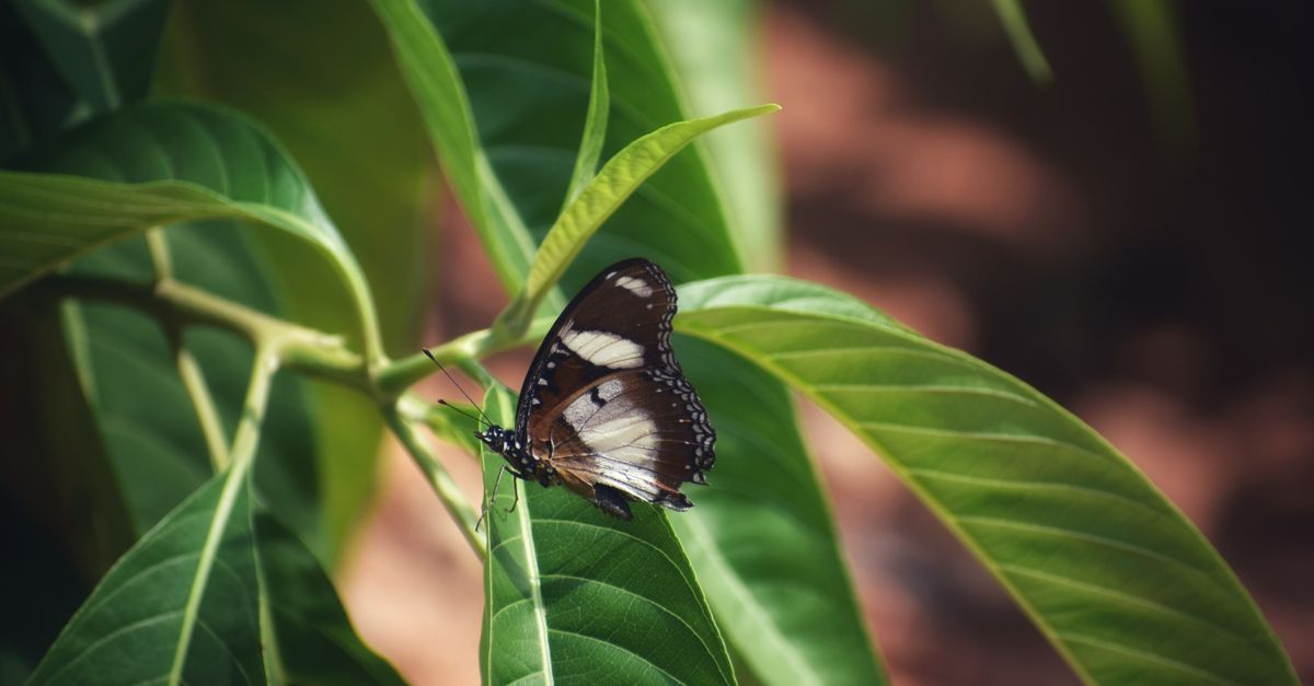 A detailed shot of a Blue Moon butterfly perched on lush green leaves outdoors.