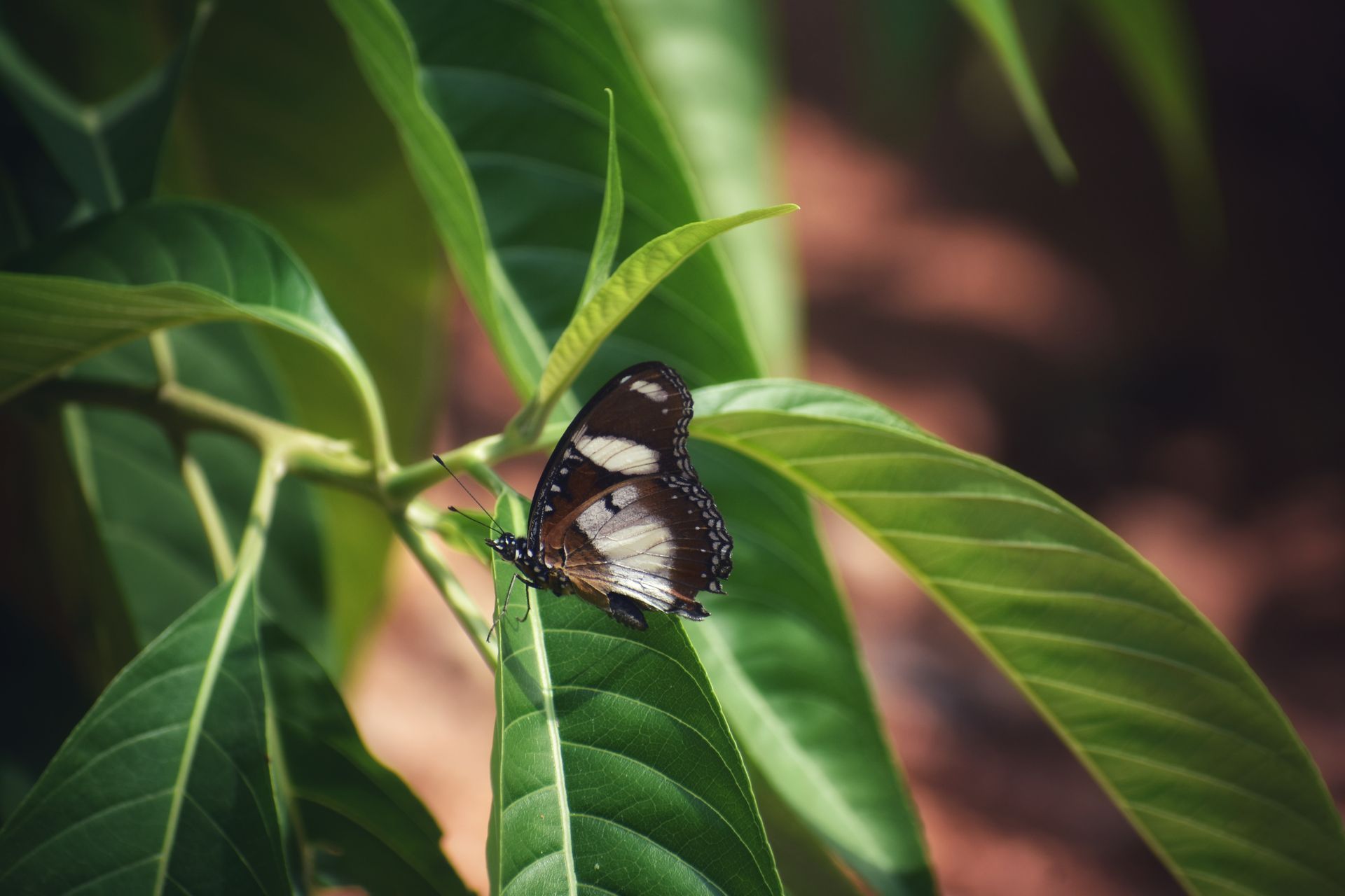 A detailed shot of a Blue Moon butterfly perched on lush green leaves outdoors.