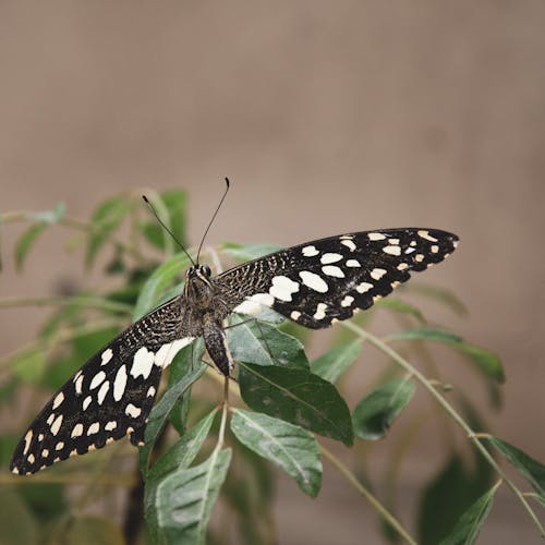 Black and White Lime Butterfly on Green Leaf