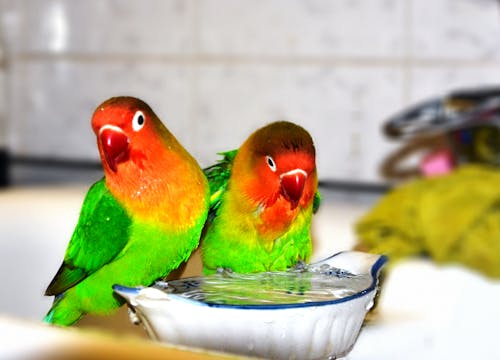 Gratis lagerfoto af papegøjer