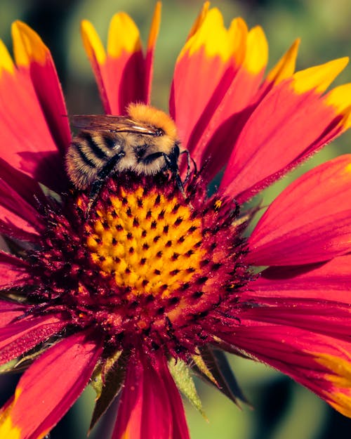 Free A Bumblebee on a Blanket Flower  Stock Photo