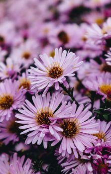 aster pale purple flowers