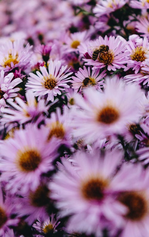 Free Purple and White Flower Field Stock Photo