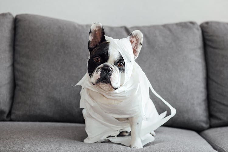 French Bulldog Embalmed With Toilet Paper On Couch