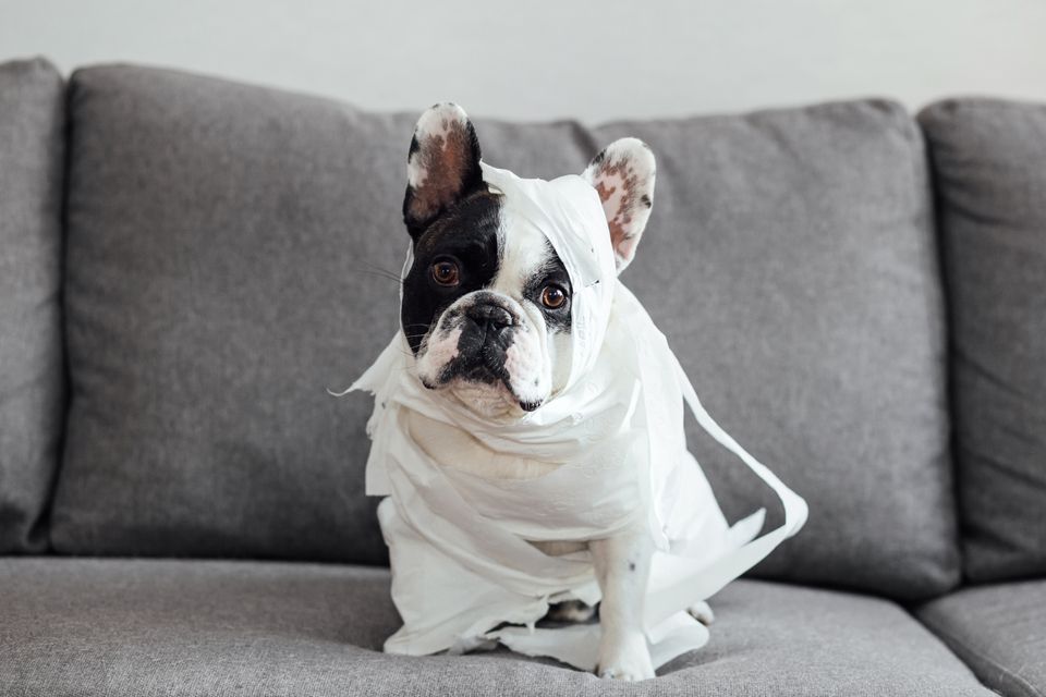 Can Hot Weather Affect Dogs Poop