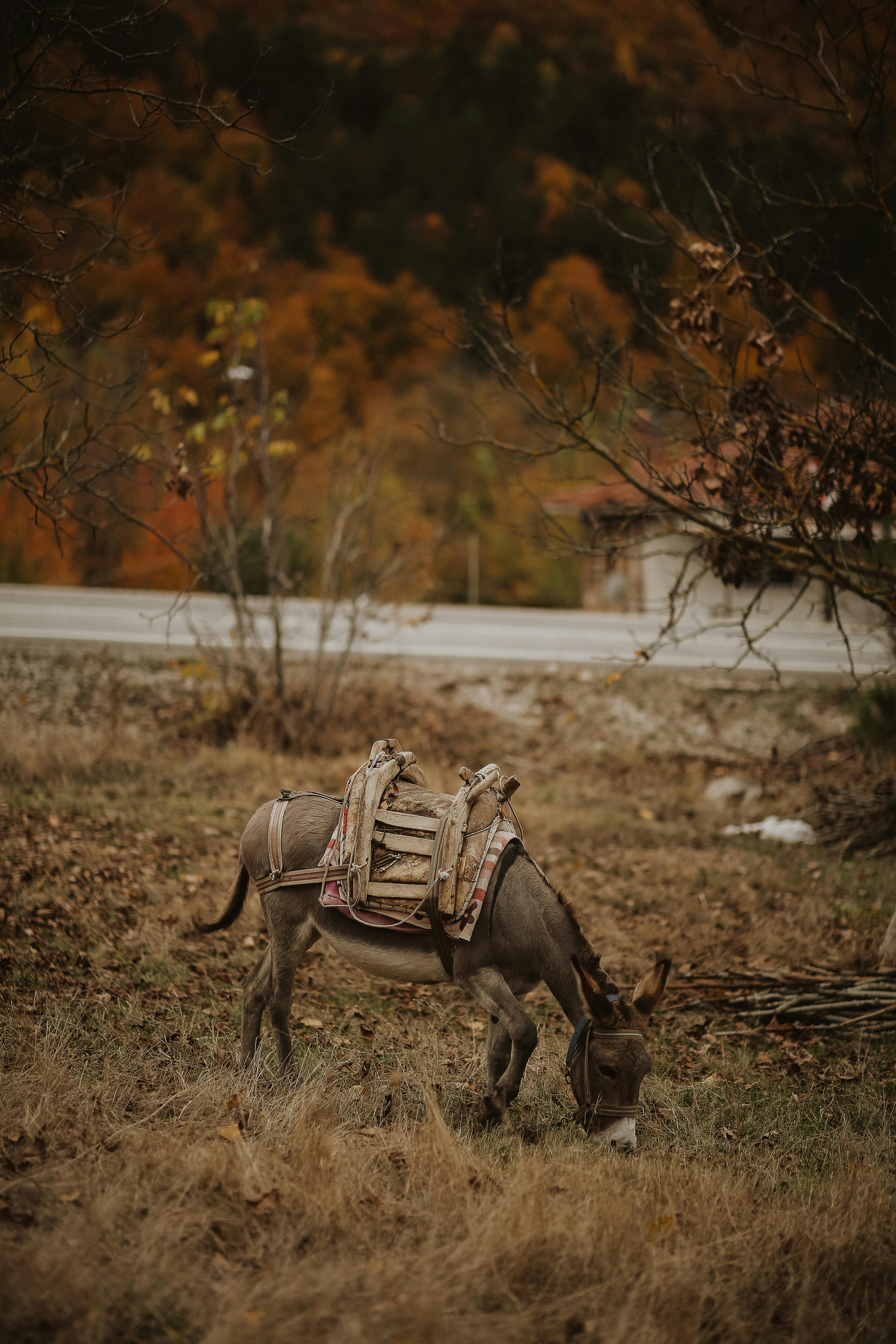 A donkey with a saddle grazes in a picturesque autumn landscape with earthy tones.