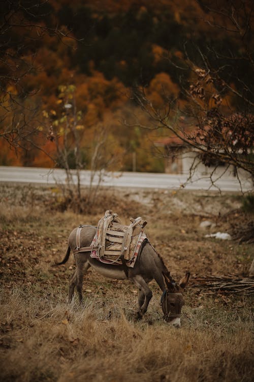 A Side View of a Donkey 