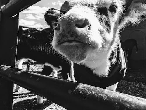 Δωρεάν στοκ φωτογραφιών με αγελάδα, αγρόκτημα, ασπρόμαυρο