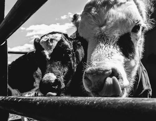 Grayscale Photo of Cows