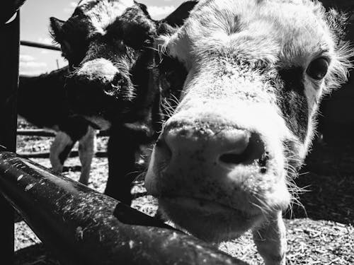 Grayscale Photograph of Two Cows