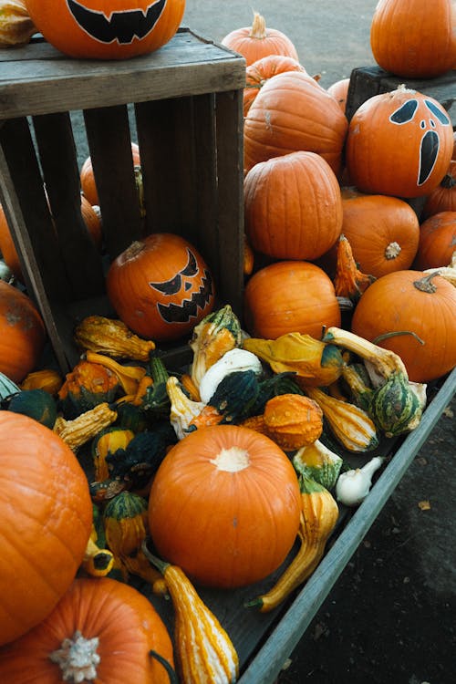 Gratis lagerfoto af dekorativ, græskarlygte, Halloween