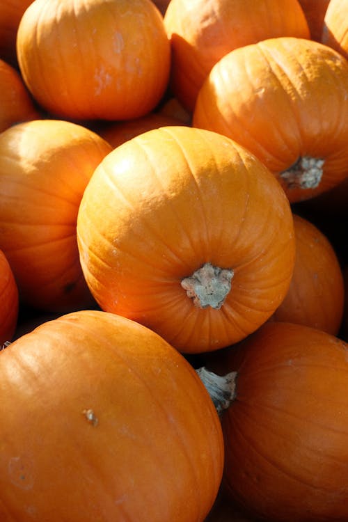 Close-up of Heap of Freshly Harvested Pumpkins