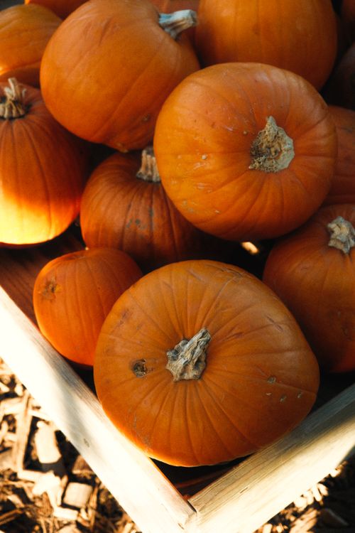 Free Close-up of fresh orange pumpkins in a rustic wooden crate, capturing the essence of autumn harvest. Stock Photo