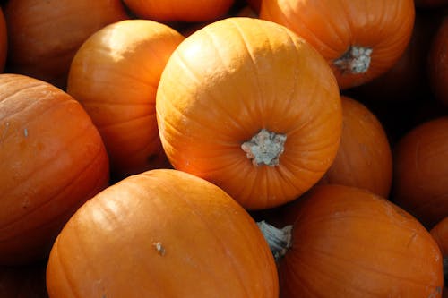 Close-up of Heap of Freshly Harvested Pumpkins