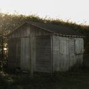 An Old Wooden Shed by a Privet