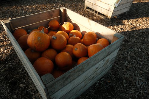 Free Pumpkins on Crate Stock Photo