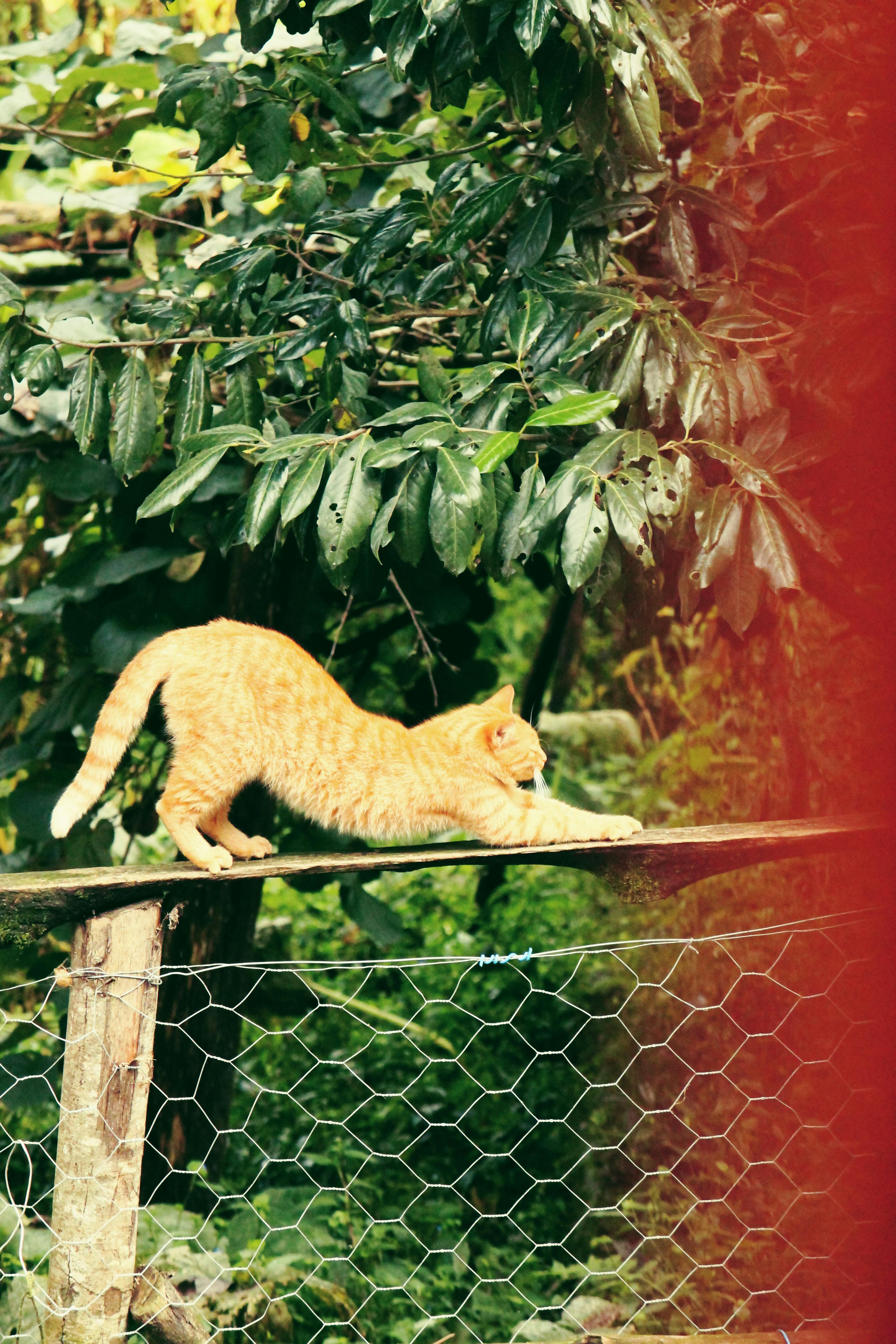 A ginger tabby cat stretches gracefully on a wooden fence, surrounded by lush greenery.
