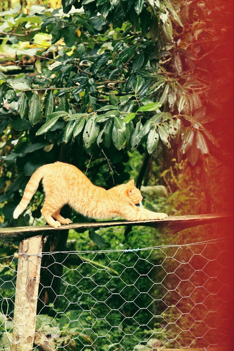 Photo Of An Orange Tabby Cat Stretching