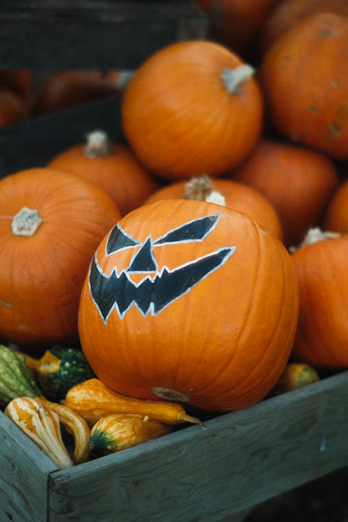 Heap of Freshly Harvested Pumpkins and JackO Lantern