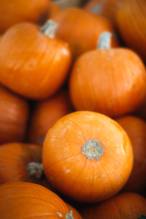 Close-up of Heap of Freshly Harvested Pumpkins