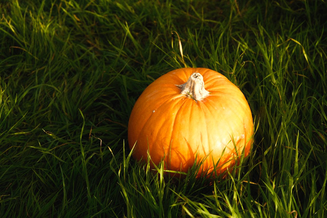 Orange Pumpkin on Green Grass