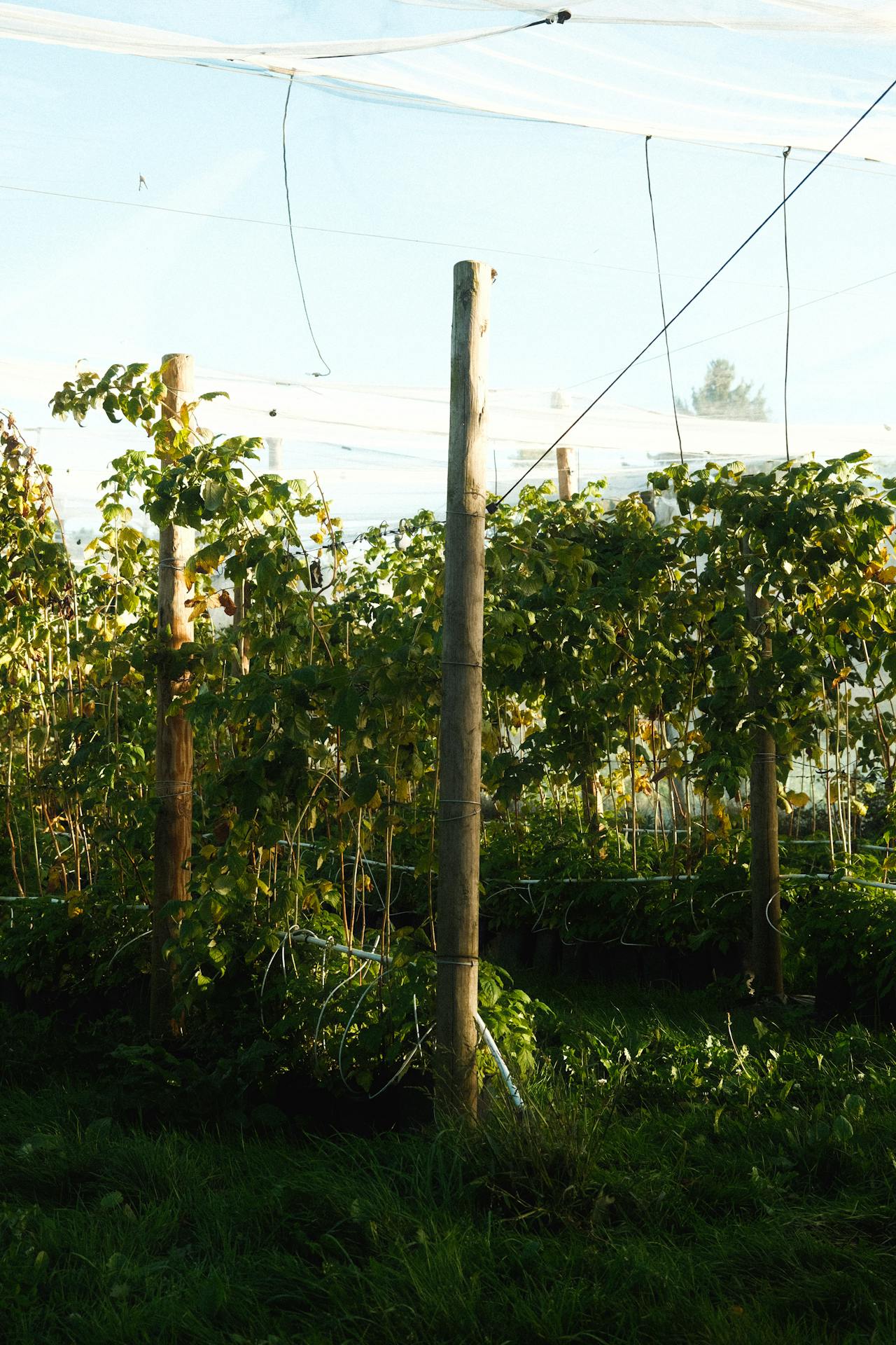 Vigneto di filari coperti da rete a maglia fine e nastri riflettenti