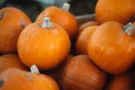Close-up of Heap of Freshly Harvested Pumpkins