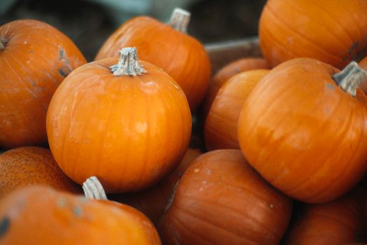 Vibrant orange pumpkins arranged in a rustic setting, perfect for autumn themes.