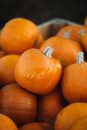 Close-up of Heap of Freshly Harvested Pumpkins