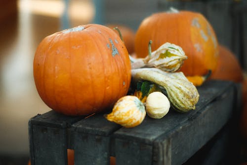 Free Freshly Harvested Pumpkins on Wooden Crate Stock Photo