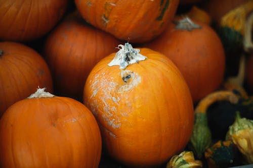 Close-up of Heap of Freshly Harvested Pumpkins