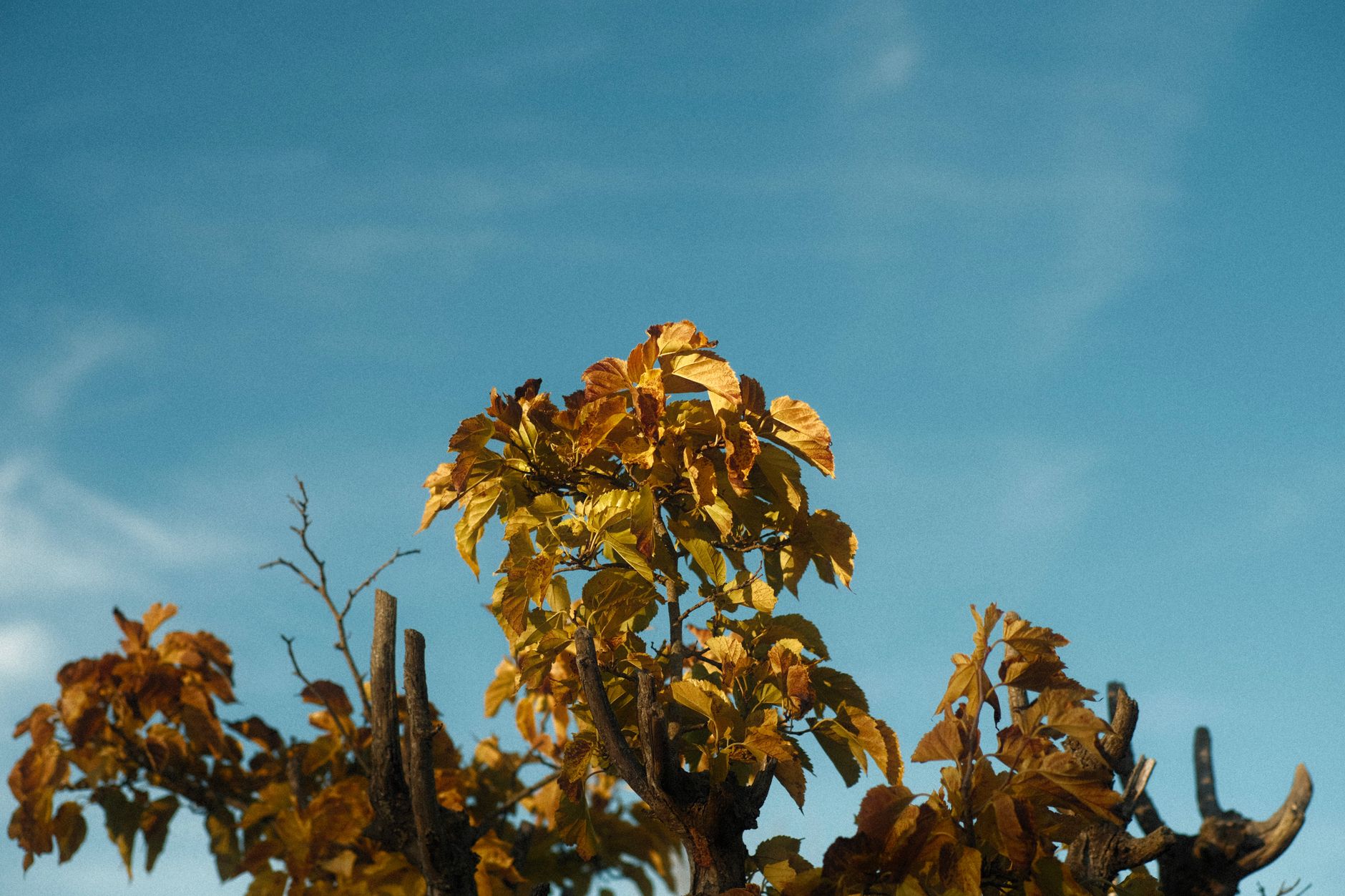 Seasonal Eczema: Understanding Triggers and Managing Flare-ups