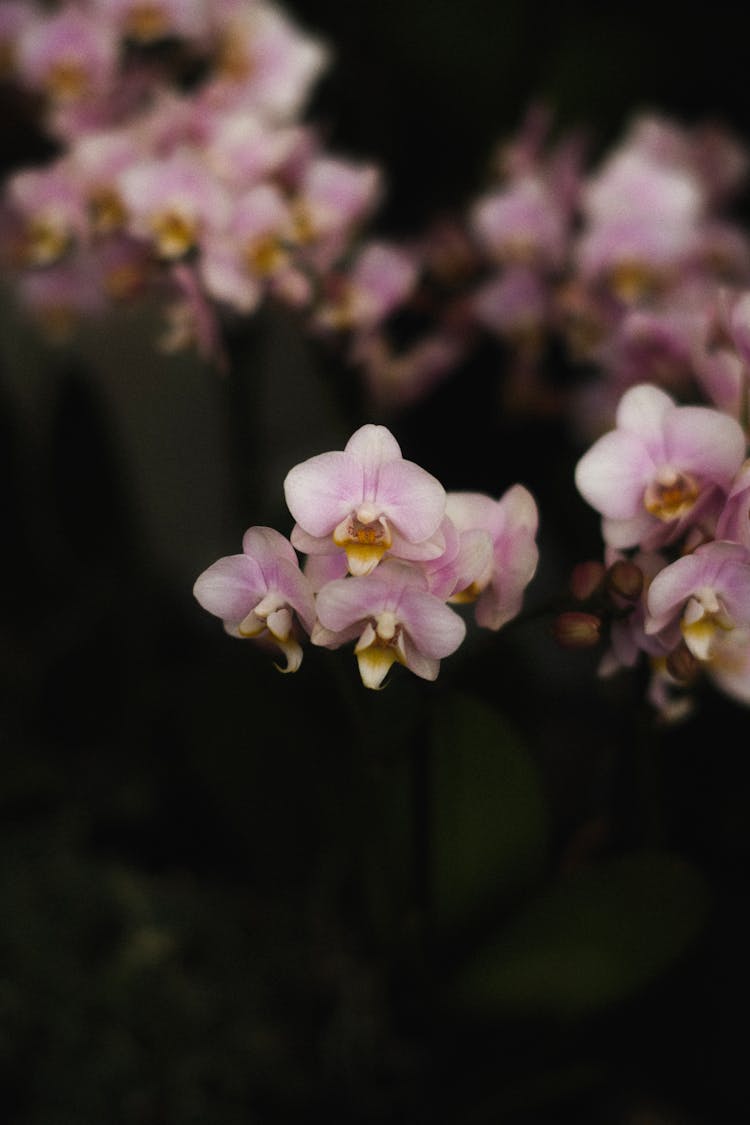 Close-up Of Blooming Orchid