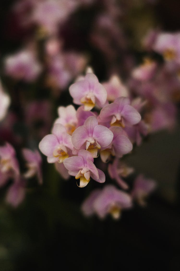 Close-up of Blooming Orchid