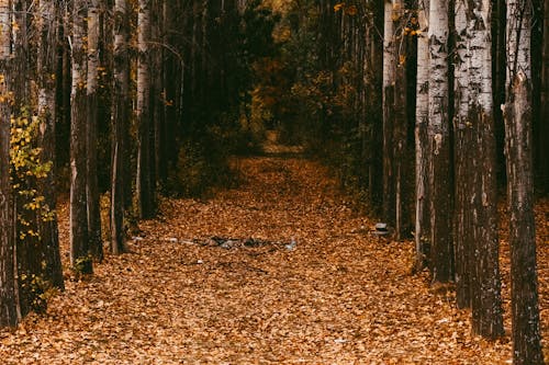 Free A Pathway in a Forest Covered with Dried Leaves  Stock Photo