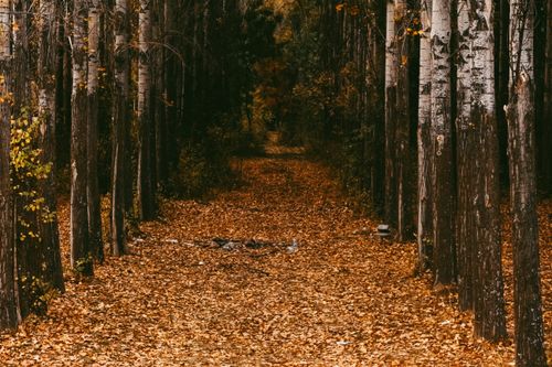 Free Discover a tranquil forest path covered in autumn leaves, showcasing nature's beauty. Stock Photo