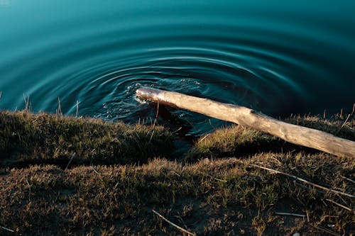 Brown Wooden Pole in the Water on the Grassy Shore