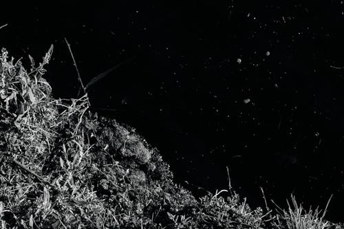 Darmowe zdjęcie z galerii z czarno-biały, gleba, skala szarości