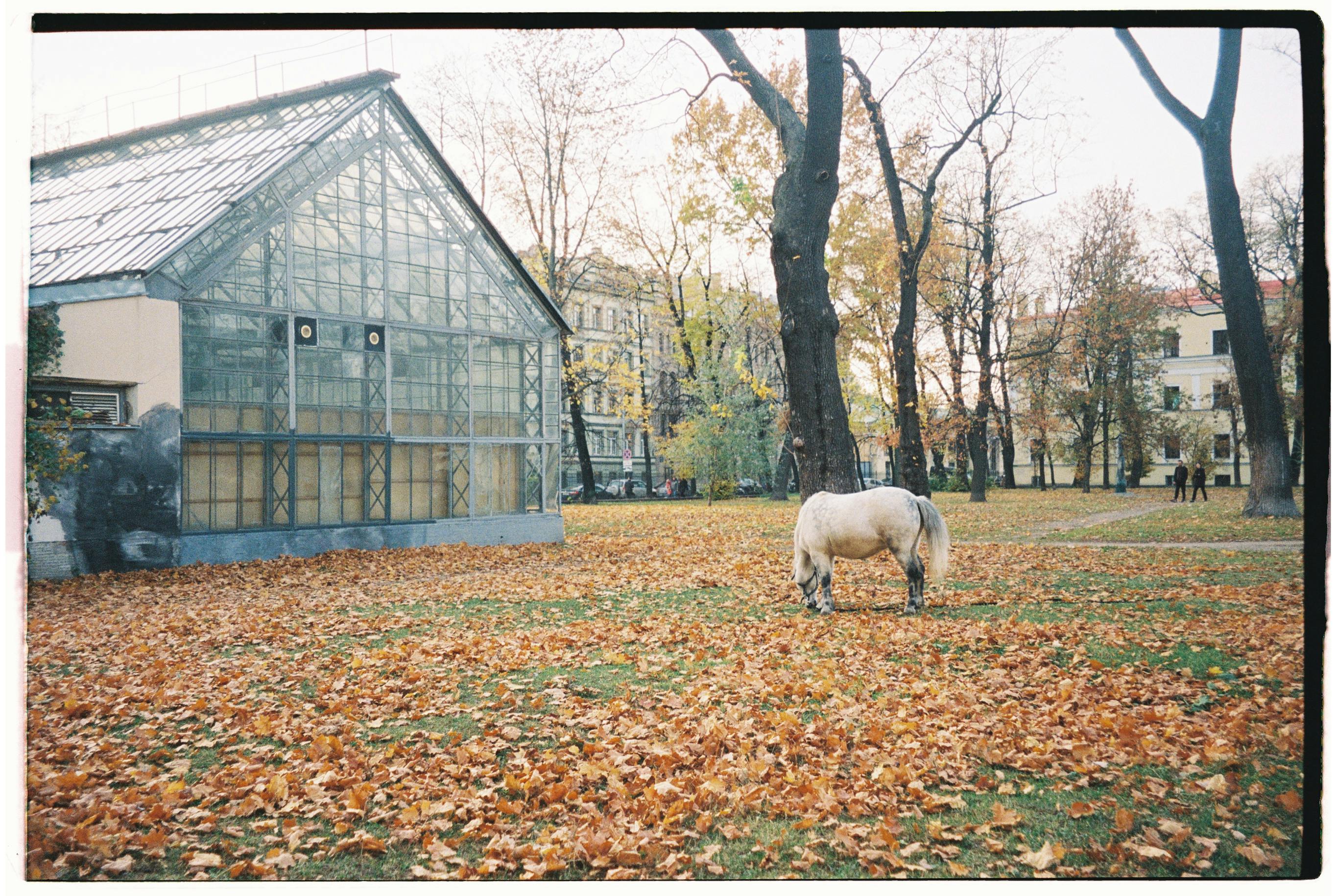 A peaceful autumn day with a horse grazing near a greenhouse surrounded by fallen leaves.